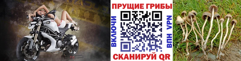 Галлюциногенные грибы Psilocybine cubensis  ссылка на мегу   Малая Вишера 